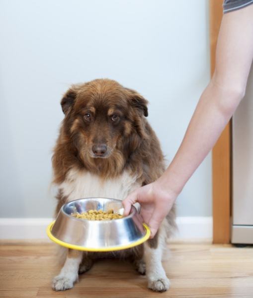 饲喂老龄犬的10条建议