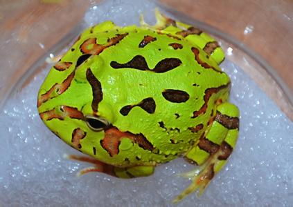 蝴蝶角蛙多少钱？蝴蝶角蛙价格