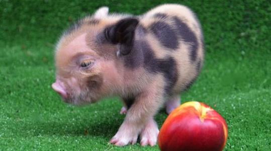 茶杯猪多少钱一只？茶杯猪价格盘点