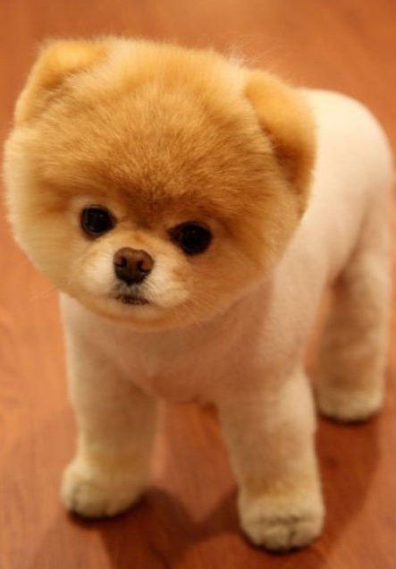 给狗狗剃毛不小心受伤怎么办