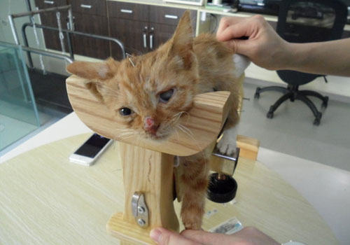 针灸在猫咪临床的应用