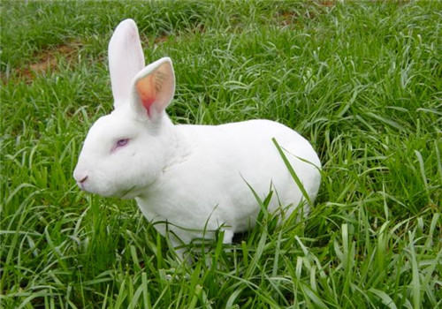 关于獭兔免疫程序的建议