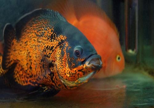 地图鱼能长多大 地图鱼吃什么长得快 地图鱼能长多大 地图鱼吃什么长得快