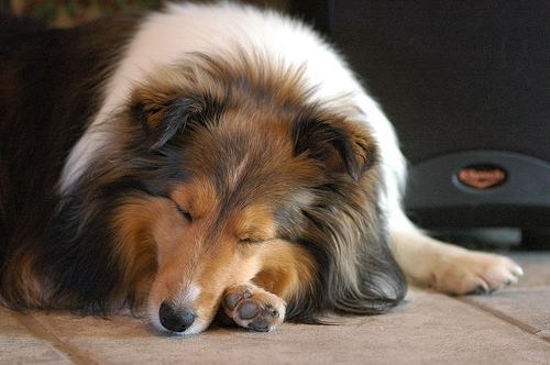 喜乐蒂牧羊犬的高智商