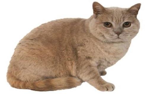 欧洲短毛猫多少钱一只？欧洲短毛猫价格