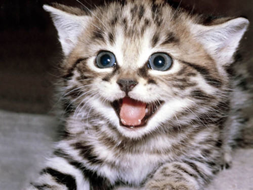 猫咪鼻子干就是生病了吗？
