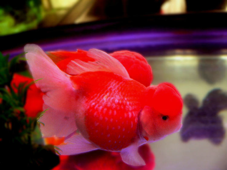 金鱼栽头与体型关系解析 金鱼栽头与体型关系解析