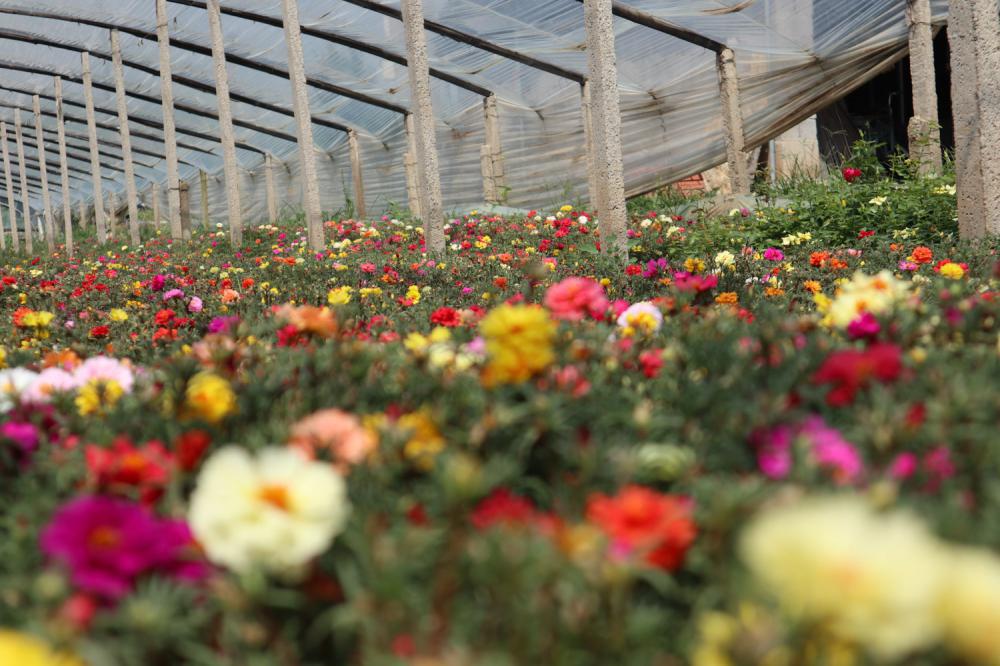 怎么让太阳花多开花，花朵小怎么回事