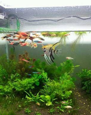 新手怎么饲养热带鱼