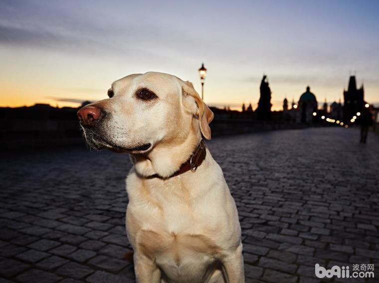 为什么导盲犬大多数都选择用拉布拉多？