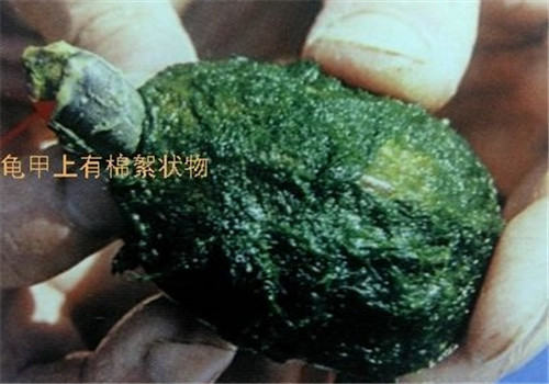 如何区分水龟的腐皮、霉菌与脱皮? 如何区分水龟的腐皮、霉菌与脱皮?