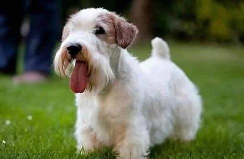 短脚长身梗好养吗？短脚长身梗饲养方法