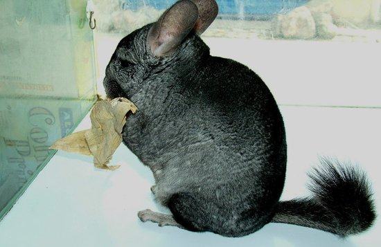 龙猫的寿命平均多长时间