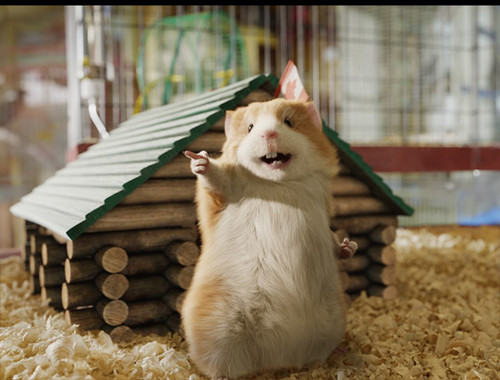 为豚鼠补充维他命的注意事项