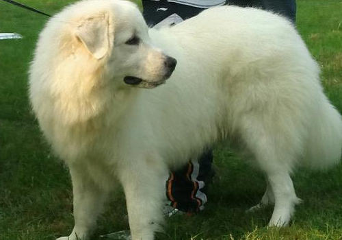 冬季要预防大白熊厌食、挑食