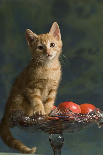 蚊子易引发猫猫的心丝虫病