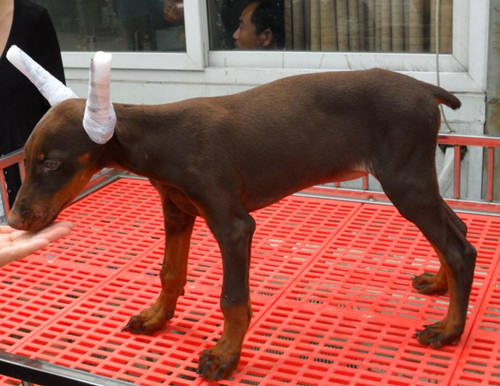 杜宾犬剪耳原因详解