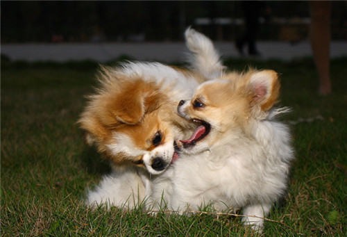 一个狗狗太孤单，家养两只狗的常见问题解析