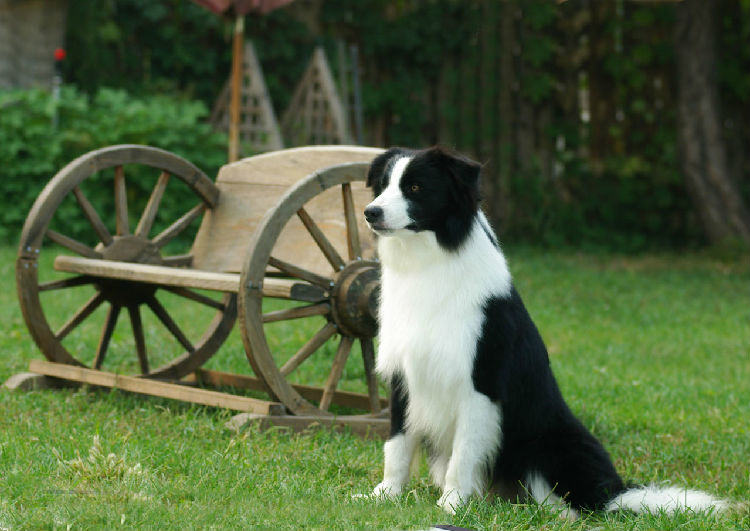边境牧羊犬的性格介绍