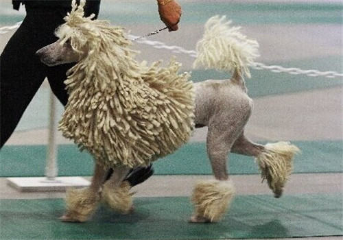 可蒙犬的品种简介