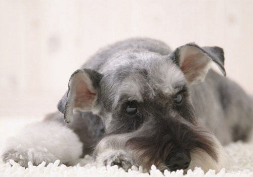 雪纳瑞领养需要注意的四件事 雪纳瑞领养需要注意的四件事