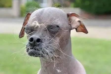 世界最丑狗狗品种，世界最丑狗狗