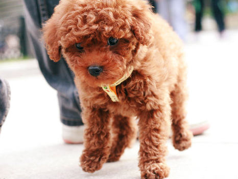 让泰迪犬记住它的名字的方法