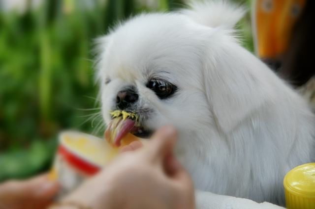 夏天狗狗能吃冰冷的食物吗