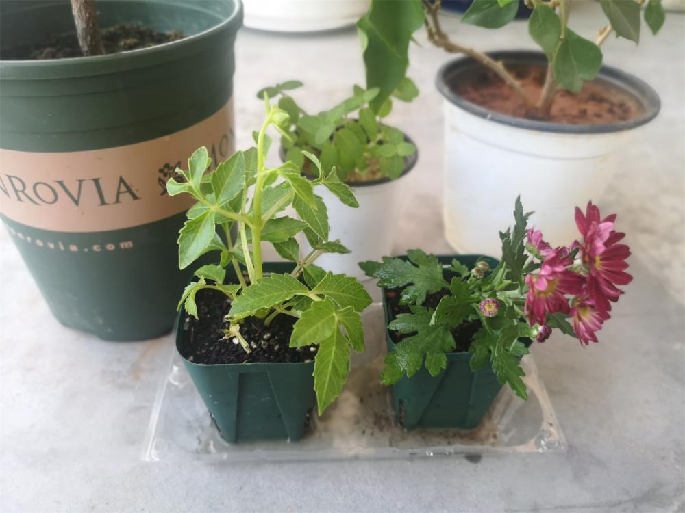 小丽花冬季开花吗