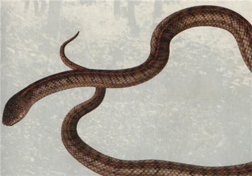 温泉蛇的形态特征