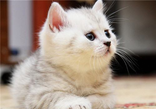 猫用驱虫药的七大注意事项