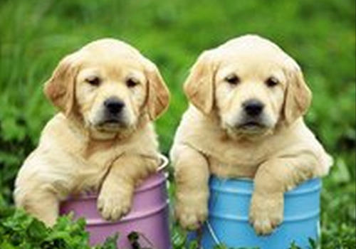 引起犬心肌炎的原因及预防