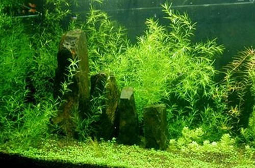 水草的物理性伤害