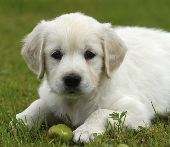 给狗狗挑选一个合适的喂食场所 给狗狗挑选一个合适的喂食场所