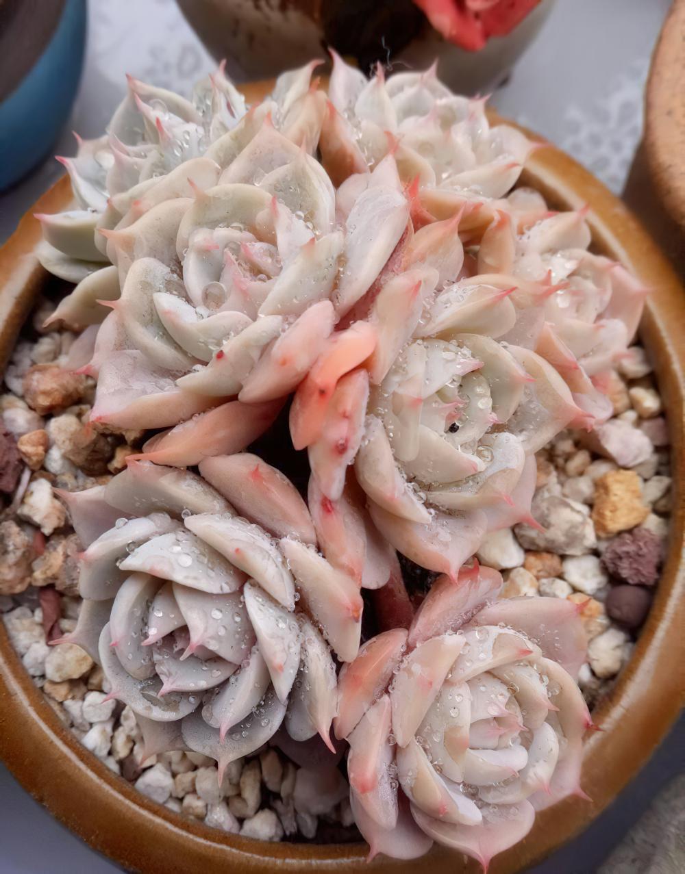 冻雨中我是那坚强的雪莲花，1°——7°露养的肉肉都是坚强的孩子