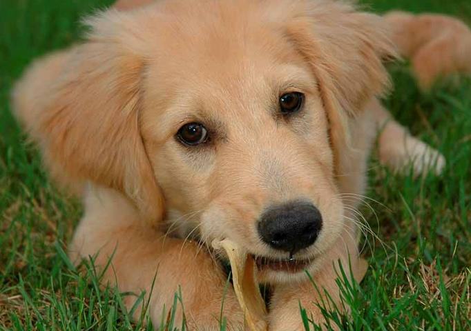 狗狗可以吃的素食介绍