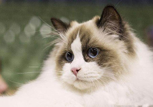 猫咪智商排行榜10种最聪明的猫