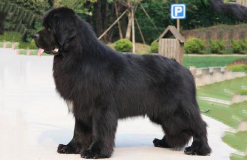 纽芬兰犬怎么样?纽芬兰犬适合家养吗? 纽芬兰犬怎么样?纽芬兰犬适合家养吗?