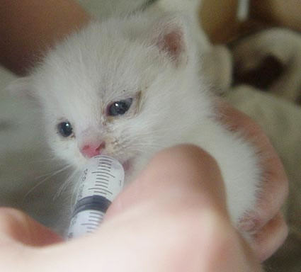 能不能给猫喝牛奶