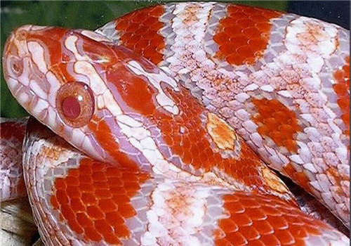 玉米蛇的形态特征