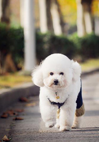 关于贵宾犬褪色的问题