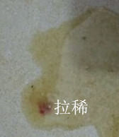 犬瘟细小那点事