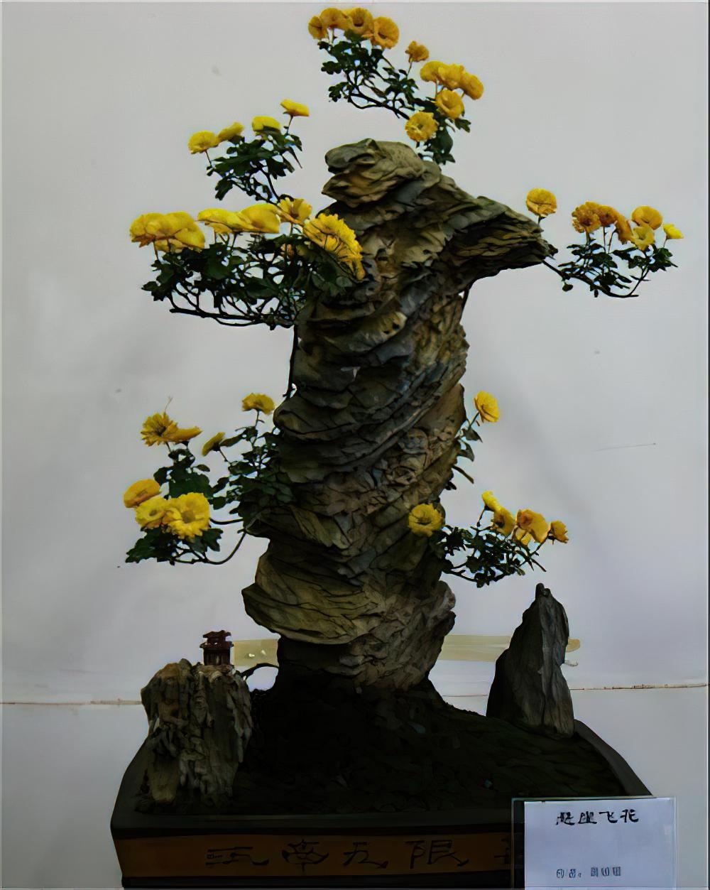 盆景欣赏——悬崖飞花
