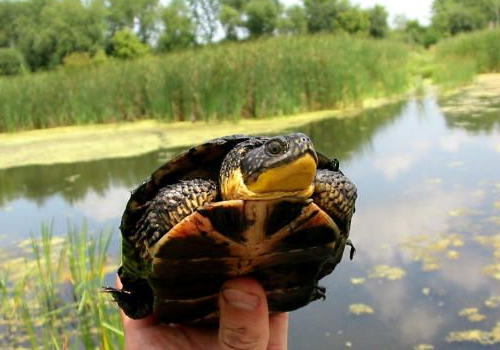 如何制作龟甲标本