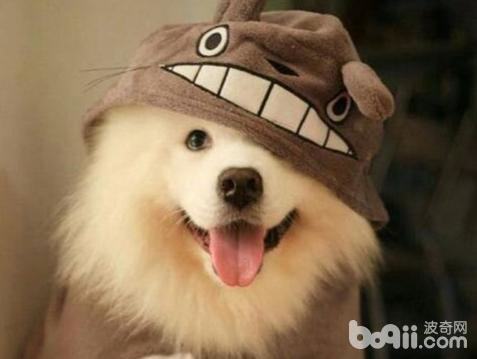 狗狗的尴尬期是从什么时候开始的? 狗狗的尴尬期是从什么时候开始的?