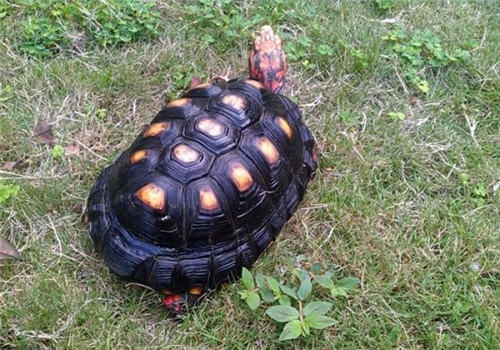 陆龟缺钙所致的常见疾病