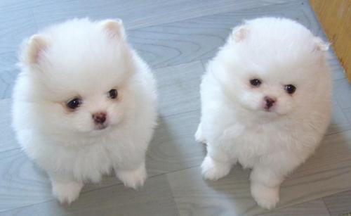 影响狗狗性格的几种因素 影响狗狗性格的几种因素