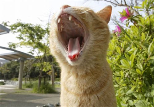 猫咪能吃避孕药吗？