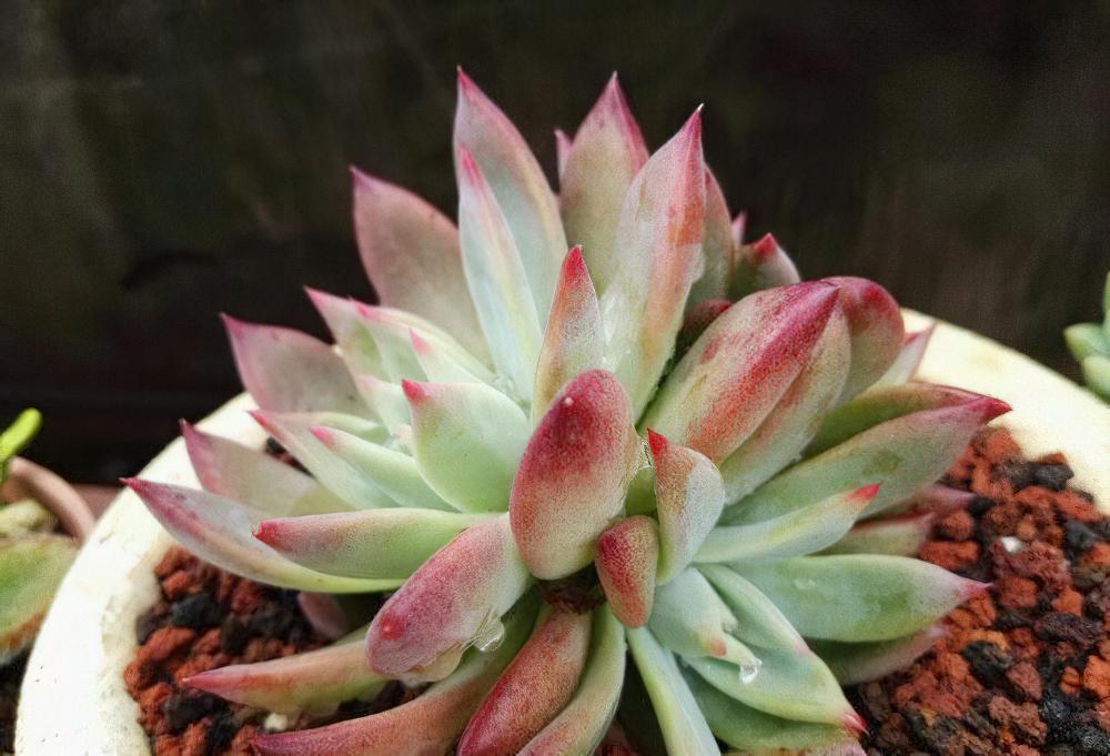 秋天已经过半 ，现在这时节来秀秀我的肉肉该不讨恨了吧？