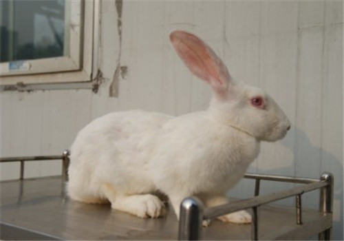 兔兔摸胎需注意区分粪球和胚胎